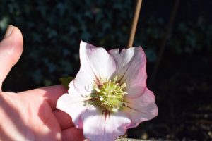Hellebore marks