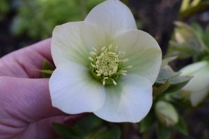 seed parent