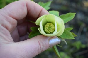 pollen