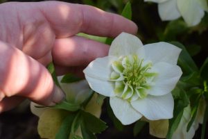 white Anemone centre