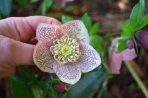 spot Anemone