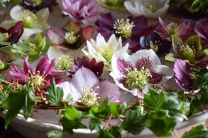 Hellebores in bowl