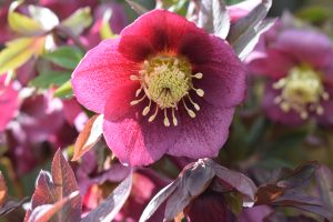 glow Hellebore