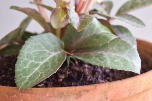 Hlivleaf