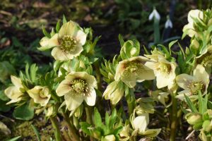 Hellebore primrose
