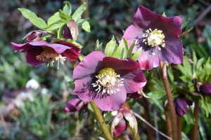 Red Hellebore