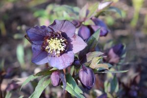 Anemone plum