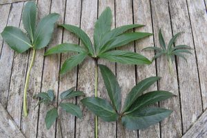 leaves