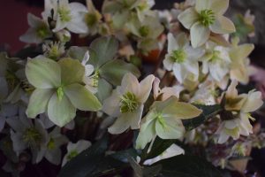 Mixed species cut